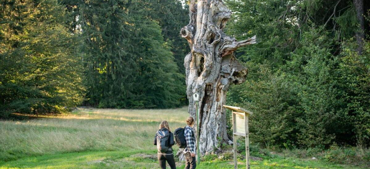 Naturdenkmal Schillerbuche am Glasbach mit wäldlicher Umgebung